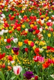 Holland Park tulips