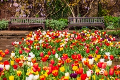 Holland Park tulips
