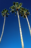 Venice Beach