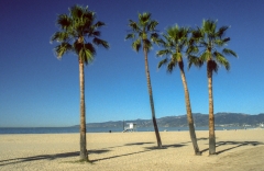 Venice Beach