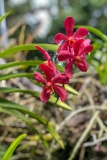 Mekong flower