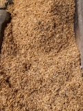 Rice husks