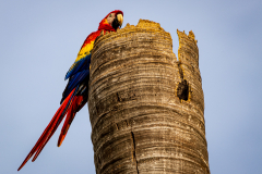 Scarlet Macaw