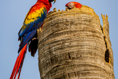 Scarlet Macaws