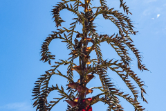 Alcantarea flower spike