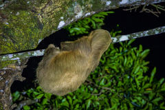 Two-toed sloth at night