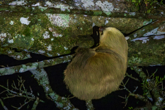 Two-toed sloth at night