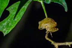 Tree frog