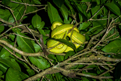 Side-striped palm pit viper (Bothriechis lateralis)