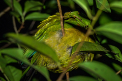 Blue-crowned Motmot