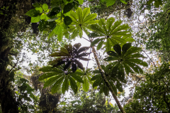 Mexican bean tree