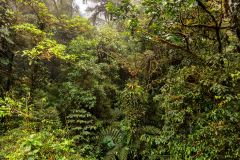 Cloud forest foliage