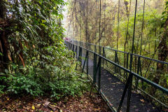 Cloud forest hanging bridge