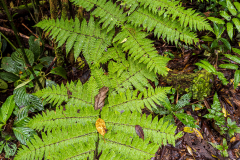 Cloud forest fern