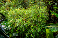 Cloud forest grass