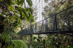 Cloud forest hanging bridge
