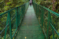 Cloud forest hanging bridge