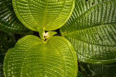 Miconia crenata