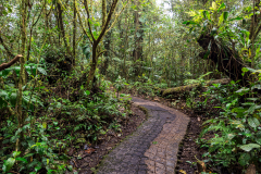 Path through the cloudforest