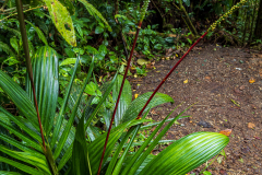 Cloudforest palm