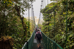 Cloud forest hanging bridge