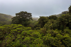 Cloudforest canopy