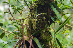 Epiphytic plants