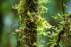 Moss on cloudforest tree