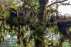 Epiphytic plants