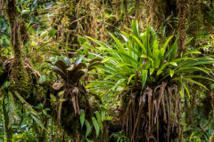 Epiphyitic plants in the cloudforest of  Selvantura Adventure Park, Montverde, Costa Rica