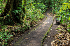 Path through the cloudforest