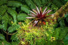Cloudforest epiphyte