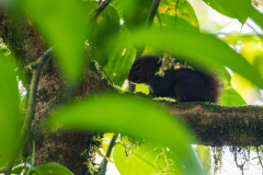 Pygmy squirrel