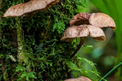 Fungus on cloudforest tree