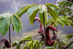 Crecolia obtusifolia