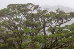 Cloudforest canopy