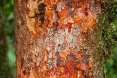 Tree bark