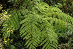 Cloud forest fern