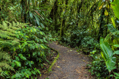 Santa Elena path