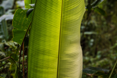 Banana plant leaf