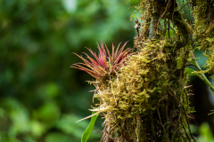 Cloudforest epiphyte