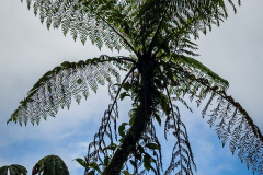 Semi-silhouetted tree fern