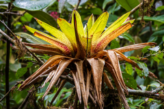 Cloudforest epiphyte