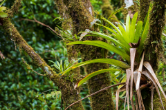 Cloudforest epiphyte