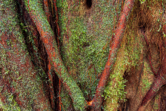 Cloudforest tree trunk