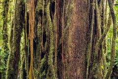 Cloudforest tree trunk