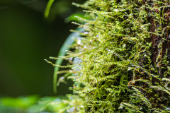 Moss on a tree trunk