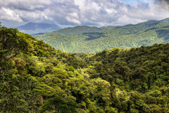 View across the cloud forest
