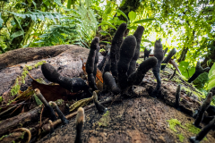 Dead man's fingers (Xylaria polymorpha)