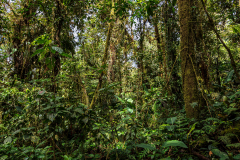Cloudforest foliage